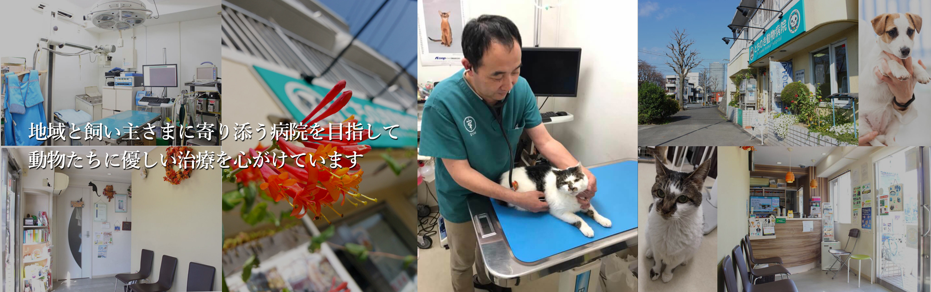 東京八王子駅 犬や猫の避妊手術なら とちのき動物病院 東京八王子駅エリアの動物病院 とちのき動物病院 犬のトリミングも行っております