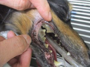 スケーリング 歯石除去 東京八王子駅 犬や猫の避妊手術なら とちのき動物病院